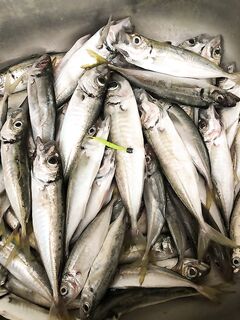 Железно по расписанию: аджимастер 2″, 1,5–2,5 г и налёт мелкого луфаря