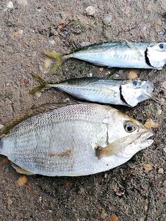 Витязево, пирс закрыт: ловля с берега в траве, отводной и каратэ-режим