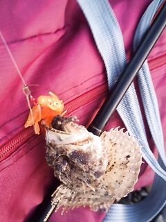 Сукко утром: скорпены и каменный окунь, а когда клюёт сарган на пляже