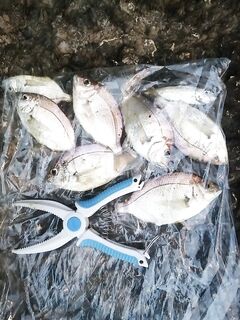 Тест новой нитки на Хосте: бомбарда, сухой червь и ерш, карась, зеленушки