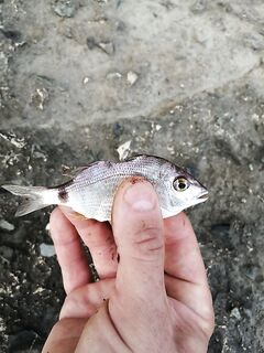 Покусанная рыба на фото: похоже, луфарь отметился