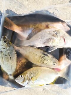 Утро по дну: тиролька+отводной с Berkley, и Makippa 10 г по железу