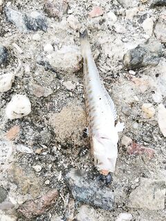 Две недели в Крыму: шесть видов, сарган на мангал, каяк в Балаклаве разочаровал