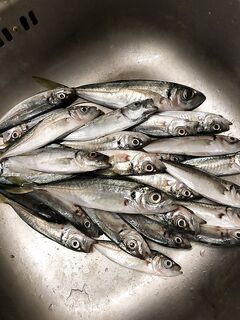 Копчение улова и приглашение в Севастополь: подскажу точки