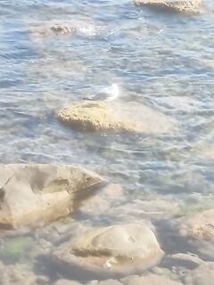 Судак, сын готовится: купит снасти на месте, вода холодная, подводники берут саргана