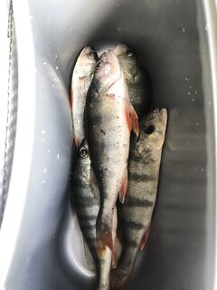 Шторм — ушёл на пресную воду: джиг-риг 1,5 г и неспешные паузы