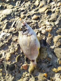 Ветер стих — стало холодно: американские насадки разловил карасём