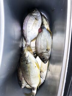 Штиль после шторма не спас: ставриды и луфаря нет, карась выручил