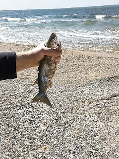 Азов в Крыму: ветер, кефаль идёт исправно, берег в рыбаках