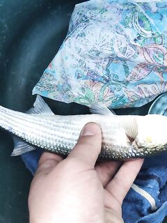 Судак: у сына первый трофей дня — идентификацию подтвердили на месте