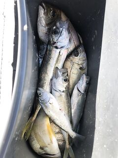 Разнорыбье за вечер: пилькер, джигголовки, дропшот, и первый луфарь на воблер