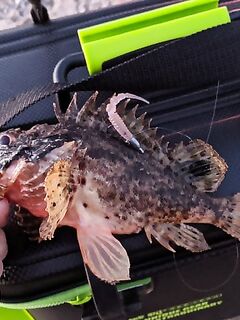 Судак, центр набережной: скорпена в количестве и два «красавца» в прилове