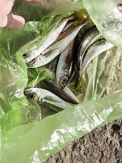 Судак, утренние буны: немного ставриды и губан, местные добивают саргана