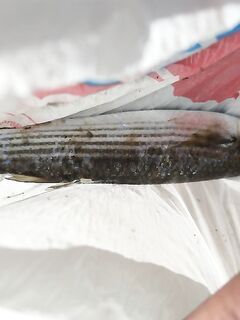 Судак: первый трофей сына с берега — счёт открыт