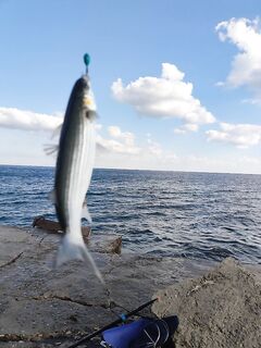 Подошла стая и началась раздача: держу темп до затухания