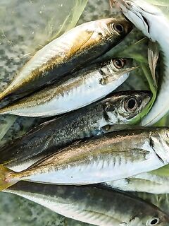 Судак: раннее окно 5:00–7:00, ставрида редкая, но крупнее вчерашней