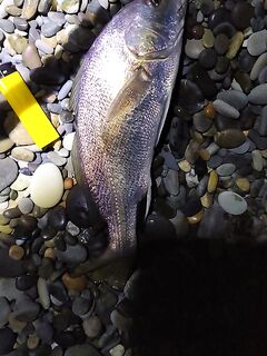 17:00–22:00, глухо: один горбылик, ставриды нет, кефаль круги режет и игнорирует приманки