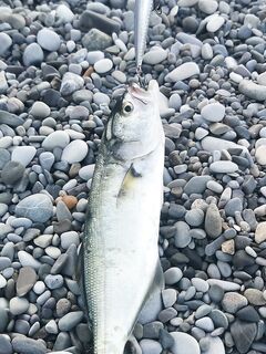 Кто рано встаёт: рассветная проверка точки оправдалась — без суеты собрал рыбу