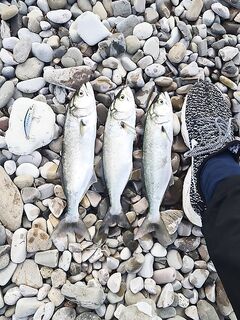 Сдвиги по луфарю: к вечеру стало лучше, отмечаю рост активности и редких уверенных ударов