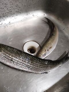 Сын уезжает без луфаря: не успели добрать, окно по виду так и не открылось