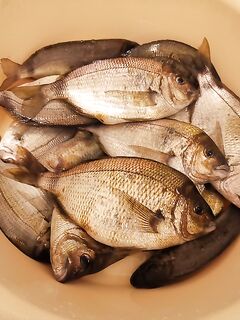 Планка 200–300 г: сегодня средние веса, без сюрпризов, но на ужин хватило