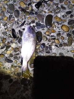 Ночной берег: три горбылика, два отпустил, один килошник порадовал, весов не было