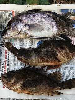 Крупнее 500: горбыль и ёрш на крупного рака 4″, много тычков и «прокатных» сходов