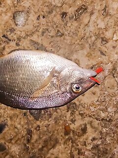 Вечер за ставридой не сложился: карась на 40–50 м грыз резину и таскал фрикцион