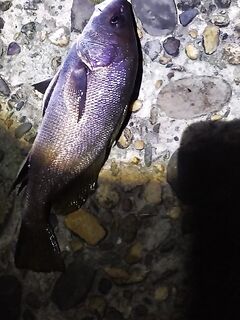 Вечерний береговой сет: три горбылика, один засёкся глубоко — извлечь крючок не смог