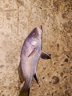 Абхазский ветерок, утяжеление грузов и финишный рывок: дедушка ушёл, внучок подрос