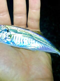 Гагра без трофеев, но поклёвывает: ласкири днём, вечером сход хорошего горбыля и обрывы