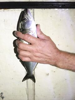 «Турок» с коричневой спиной против серебристого местного: жарим за вторжение на сковороде