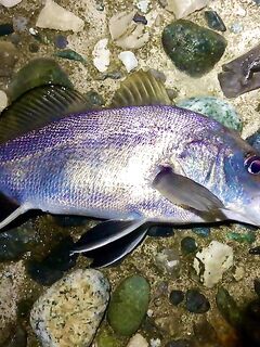 Гагра, 21:00–00:00: отводной с тирольской палочкой, горбыльки и добрый ряд ласкирей