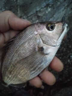 Геленджик 1–8 сентября: подъём в четыре, микроджиг и стабильный клев