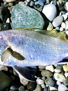 Новая Гагра, ставрида у кромки и карась поглубже: морская рыбалка в Абхазии пошла вразнос