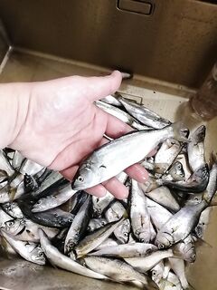 Луфарь на жареху: чем берёте крупного