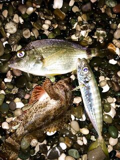 Рыба мечты ночью и облом: визг фрикциона, сход и крючка нет