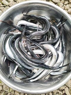 Соревнование по саргану на червя: 31 против 27 до 10:30