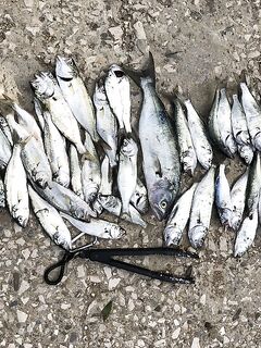 Пятьдесят луфарей за сессию: после шторма рыба дорогу не забыла