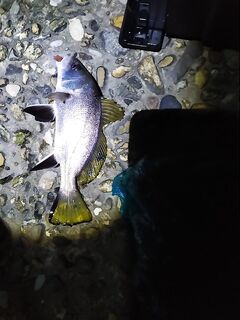 День — ставрида, вечер — горбыль и дождь: море красивое, саргана нет