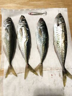 Бухта под дождём: пять забросов — четыре ставриды и один сход, дальше редкие