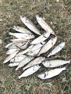 Сначала бухта, потом море: 2 ставриды, 4 луфаря и переход в акваторию