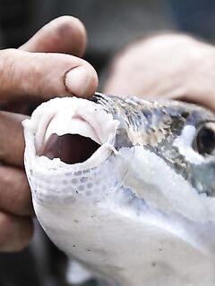 Про ставки и крючки: фугу кусает, луфарик режет — но не как ножницы