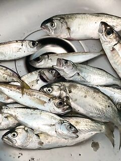 Утренний выход: ставрида укрупнилась, луфарь мельчает