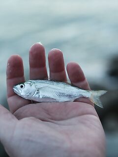 Небуг, волна и грязь: бомбарда по ставриде, скорпена подвела