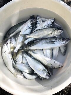 Нестабильный луфарь и ставрида на воблеры: тяжёлые тонущие рулят