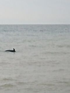 Буны и дельфины у берега: бомбарда молчит, барабулька и мелкий карась