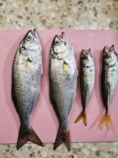 Семейный выезд и пилькер 3,5 г: ветер поднял волну — продолжу с утра