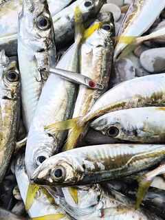 Микроджиг после луфаря: возвращение к прутам и ставрида шла стабильно