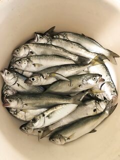 Три акта по луфарю: рассвет 30 минут, затем бунные поиски и «третье пришествие» у пляжа